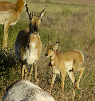 Antelope