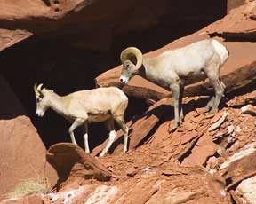 Rocky Mountain Sheep Hurrah Pass